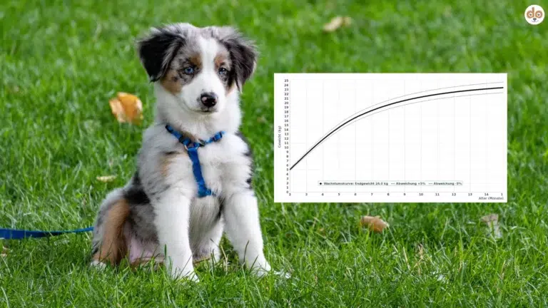 Wachstumskurve Welpe