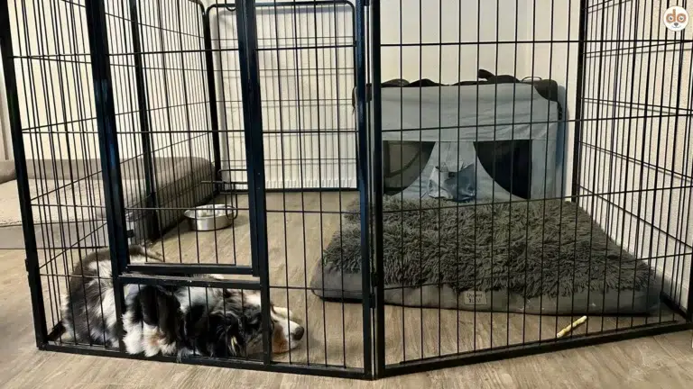 Das Welpenzimmer von King