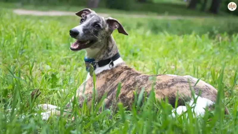 Die 16 pflegeleichtesten Anfängerhunde im Rasseportrait