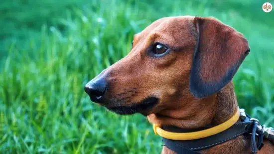 Hund mit Zeckenschutz Halsband aus Kunststoff auf Wiese