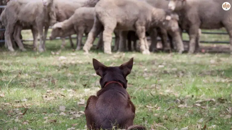 Australian Kelpie bewacht Schafherde Hunderassen die für den Bauernhof geeignet sind