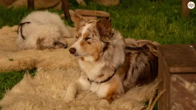 Zwei Hunde darunter ein Australian Shepherd ruhen sich auf Schaffellen aus Regeneration für Sporthunde