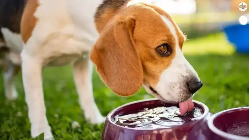 Den Hund zum Trinken animieren