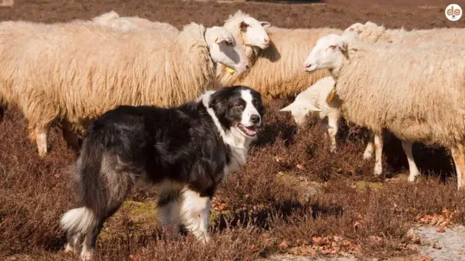 Border Collie bewacht Schafherde Hütehund Bauernhofhund Herdenschutzhund