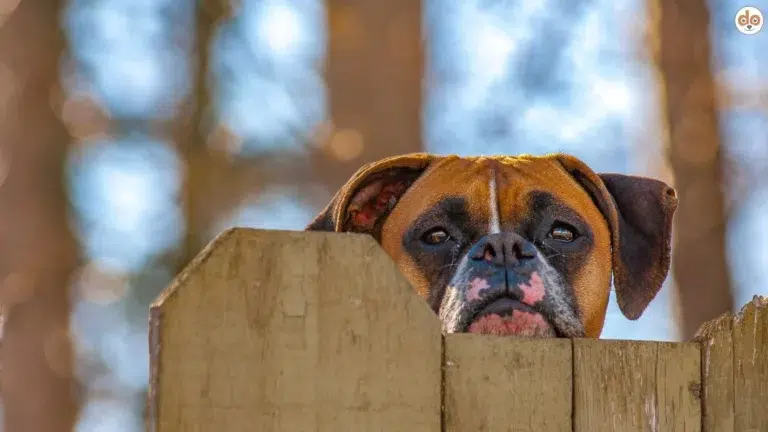 Wachhund der Rasse Boxer guckt über einen Holzzaun