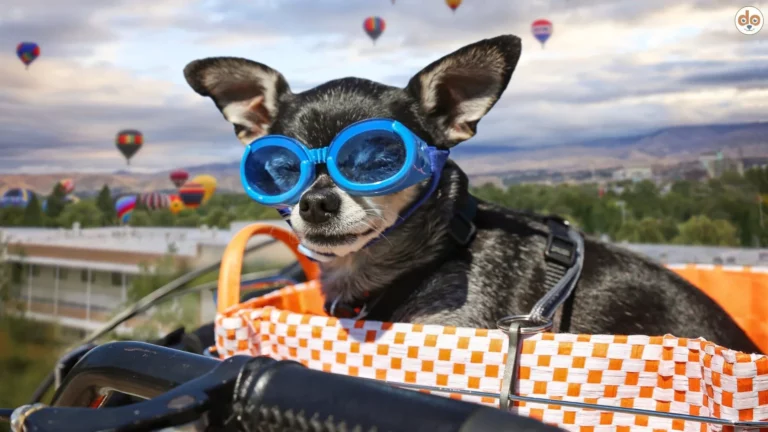 Chihuahua in Fahrradkorb mit Doogles für Sonnenschutz