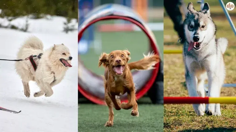 Zusammenschnitt dreier Hunde beim Hundesport Sportarten