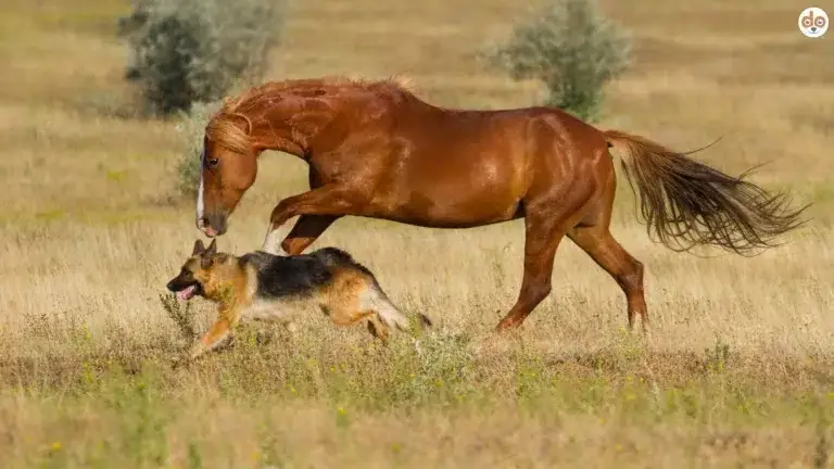 Schäferhund Bauernhofhund rennt neben galoppierendem Pferd auf Feld
