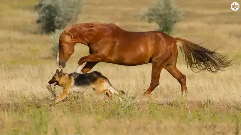 Galopp