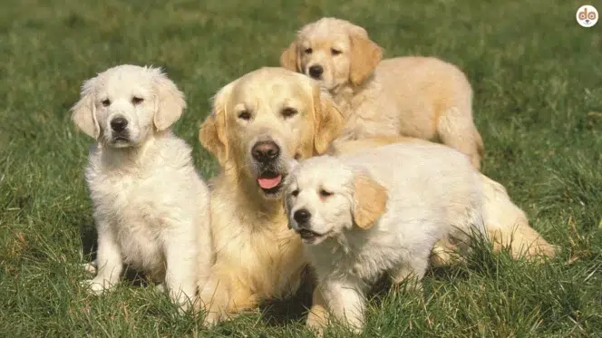 Golden Retriever Muttertier Hündinnen mit ihrem Wurf Welpen