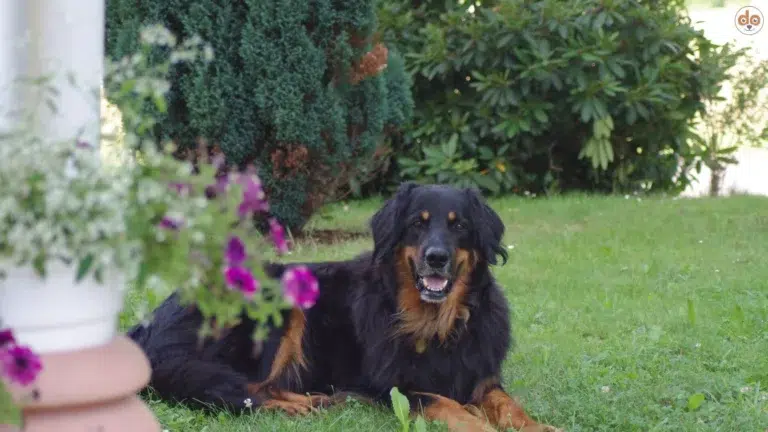 Hovawart Wachhund Familienhund im Garten auf Wiese