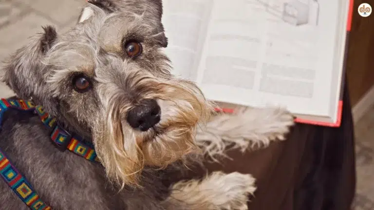Hund mit Buch und Studien
