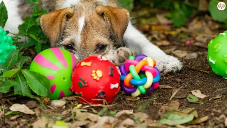 Hund mit Spielzeug Gummibällen draussen im Garten
