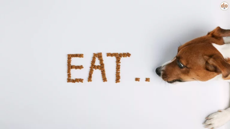 Trockenfutter Brekkies formen das Wort EAT Jack Russell Terrier frisst von der Seite, gesunde Ernährung