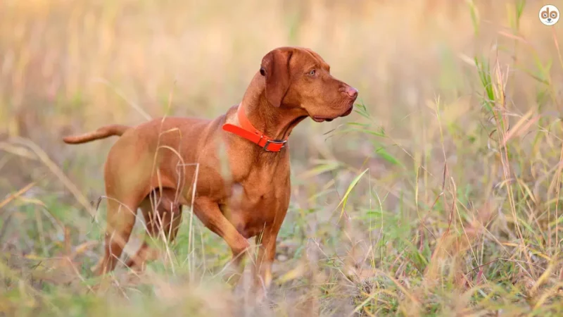 Pointer Jagdhund im Feld Beitrag über Hasenpest Tularämie