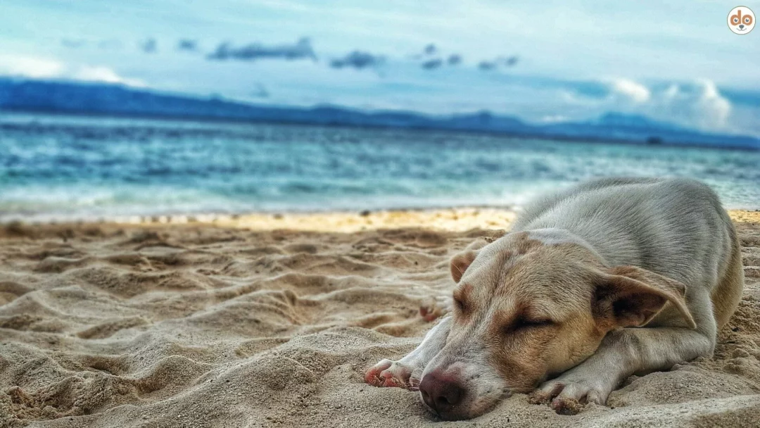 Mischlingshund liegt schlafend an Sandstrand, Meer im Hintergrund. Symbolisch für Flüssigkeitsmangel bei Hunden