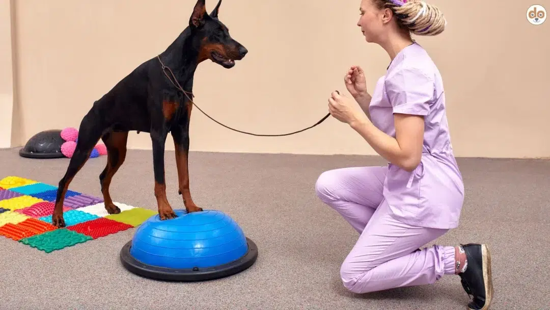 Physiotraining mit Hund