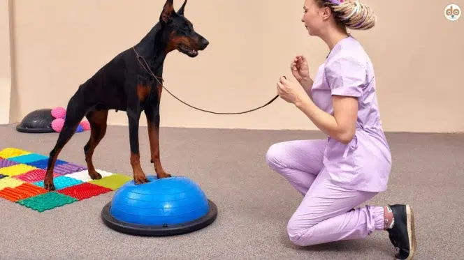Physiotraining mit Hund