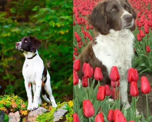 Rasseportrait Drentscher Hühnerhund Drentsche Patrijshond