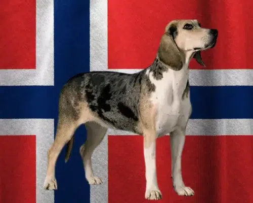 Rasseportrait Dunker Dunkerbracke Norwegischer Laufhund