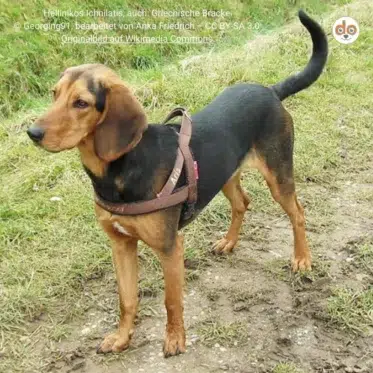 Rasseportrait Hellinikos Ichnilatis Griechischer Laufhund