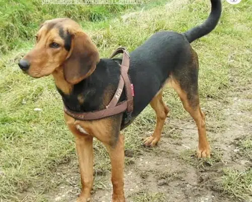 Rasseportrait Hellinikos Ichnilatis Griechischer Laufhund