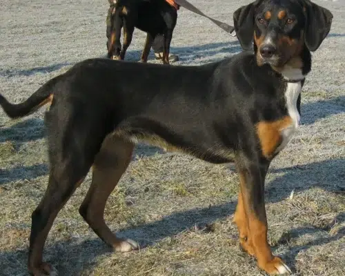 Rasseportrait Ungarische Bracke Erdélyi Kopó