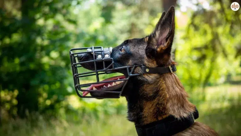 Schäferhund mit Maulkorb