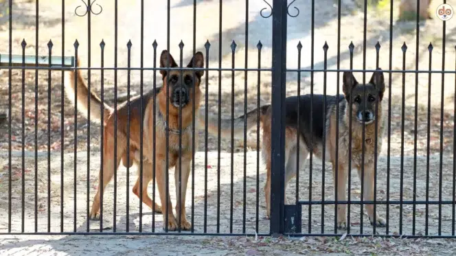Zwei Schäferhunde aufmerksam hinter einem Metallzaun, Wachhunde, Schutzhunde