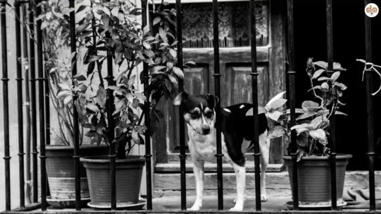 Schwarz-Weiss-Foto eines kleinen Wachhundes hinter Geländer bzw. Zaun