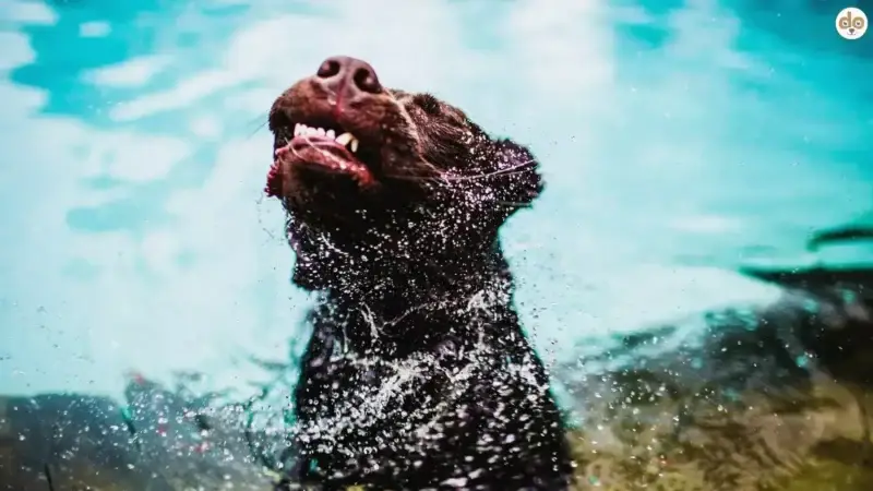 Wasserqualität für Hunde: Welches Wasser ist wirklich gesund?