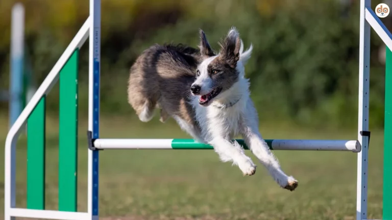 Sportlicher Hund springt beim Agility über Hürde
