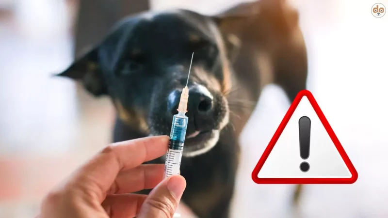 Achtung: Librela (Bedinvetmab) – Was Hundehalter unbedingt wissen sollten!