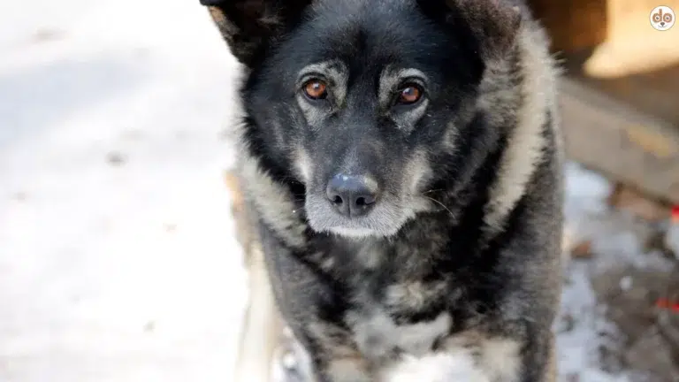 Nahaufnahme eines aufmerksamen Wachhundes vor seiner Hundehütte im Freien