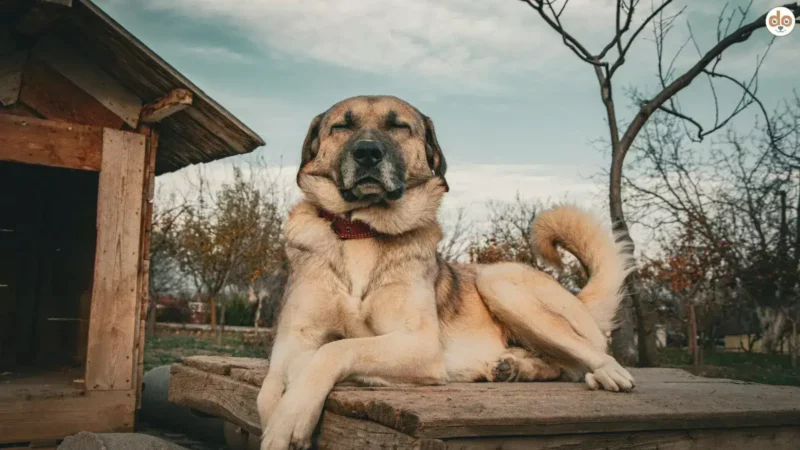 Wie trainiert man einen Wachhund?