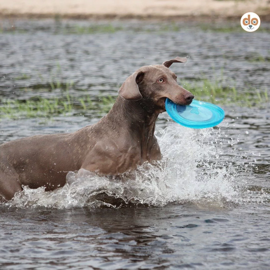 Weimaraner mit Frisbee im Maul in schultertiefem Wasser