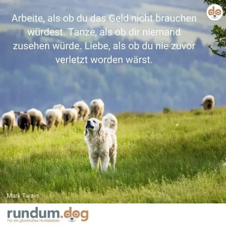 Weisser Hund steht aufmerksam auf grüner Wiese mit Schafherde im Hintergrund und Bergen am Horizont