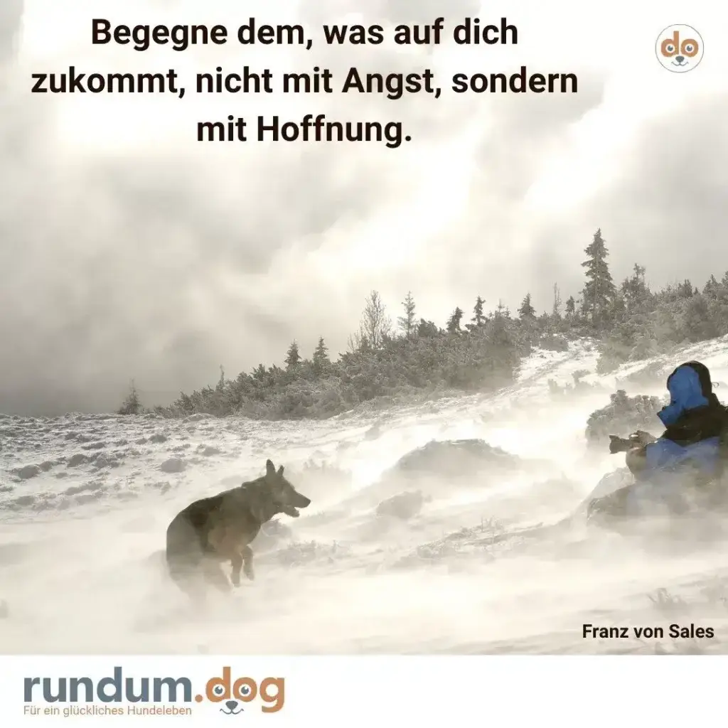 Person in blauer Jacke sitzt im Schnee neben einem Hund, schneebedeckte Berglandschaft mit Nadelbäumen im Hintergrund