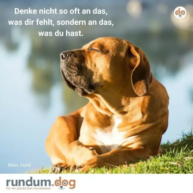 Brauner Hund sitzt auf grüner Wiese und schaut nachdenklich nach oben in den Himmel