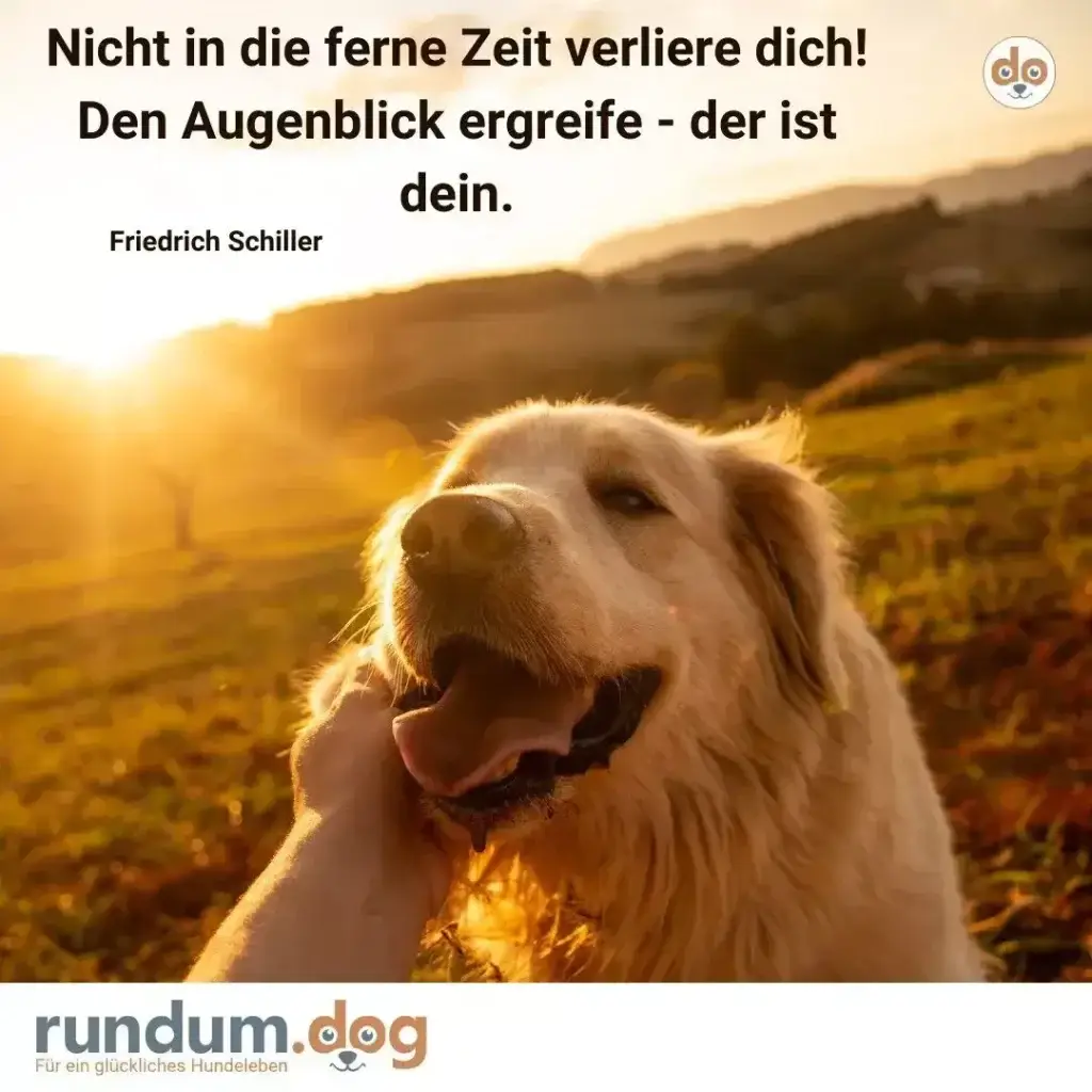 Weisser Hund mit offenem Maul in Gegenlicht einer Berglandschaft bei Sonnenaufgang