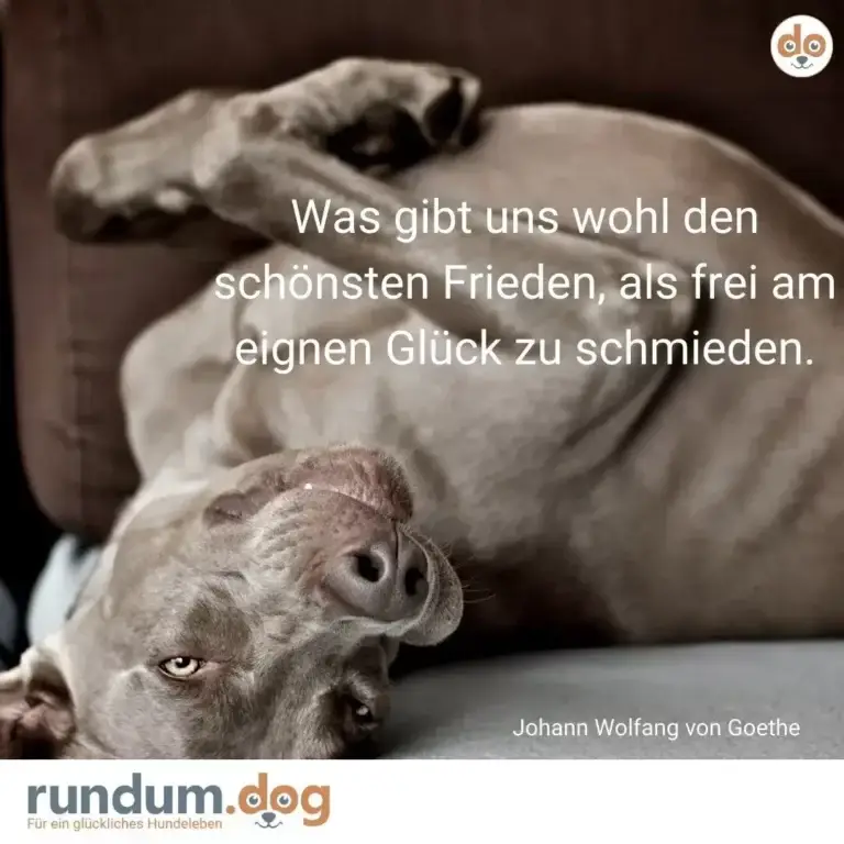 Grauer Hund liegt entspannt auf seiner Seite, schaut zufrieden in die Kamera