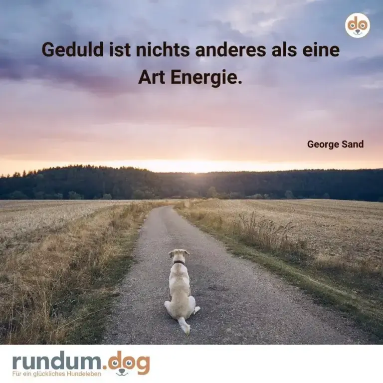 Weisser Hund von hinten sitzt auf einem Feldweg, Sonnenaufgang über Waldlandschaft