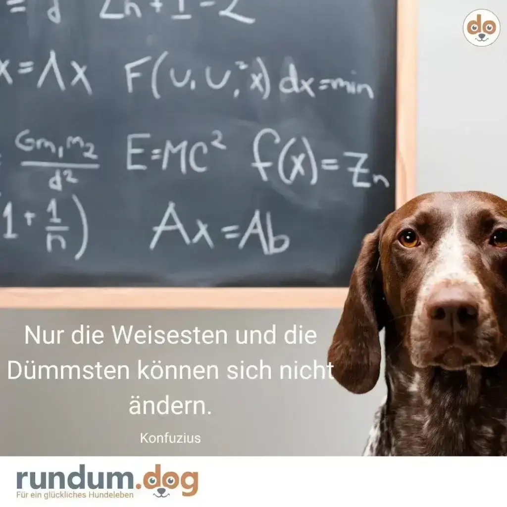 Braunweisser Hund blickt nachdenklich, im Hintergrund eine Tafel mit mathematischen Formeln