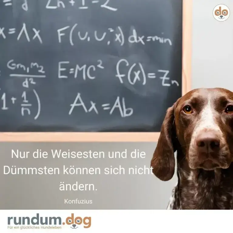 Braunweisser Hund blickt nachdenklich, im Hintergrund eine Tafel mit mathematischen Formeln