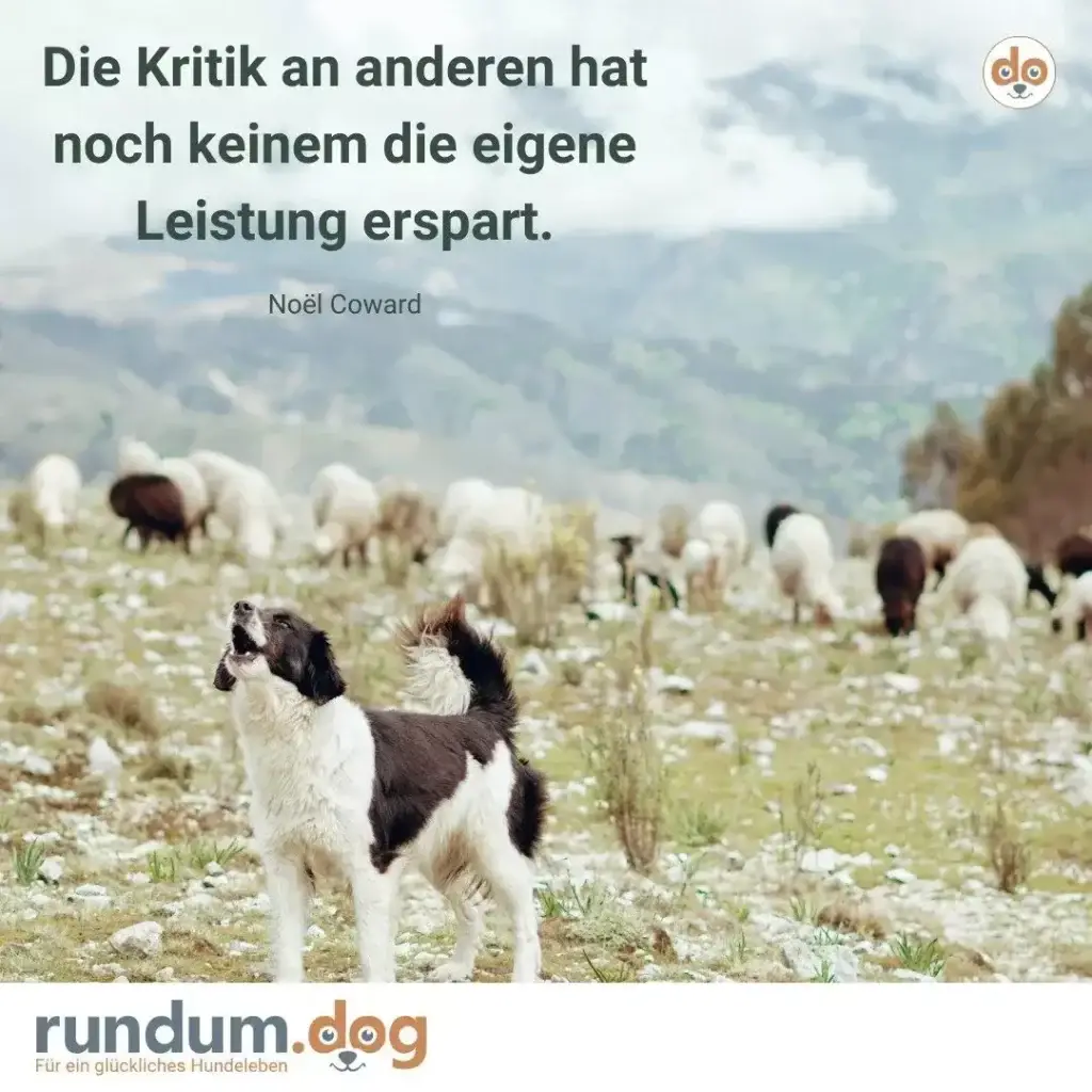 Hütehund in schwarz-weiss steht auf steinigem Berggelände, Schafherde im Hintergrund