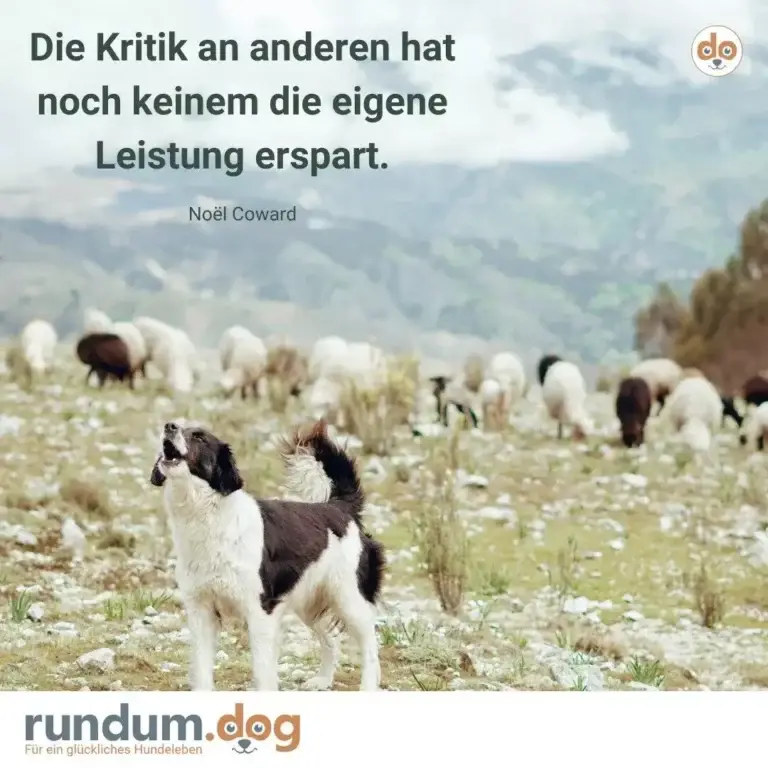 Hütehund in schwarz-weiss steht auf steinigem Berggelände, Schafherde im Hintergrund
