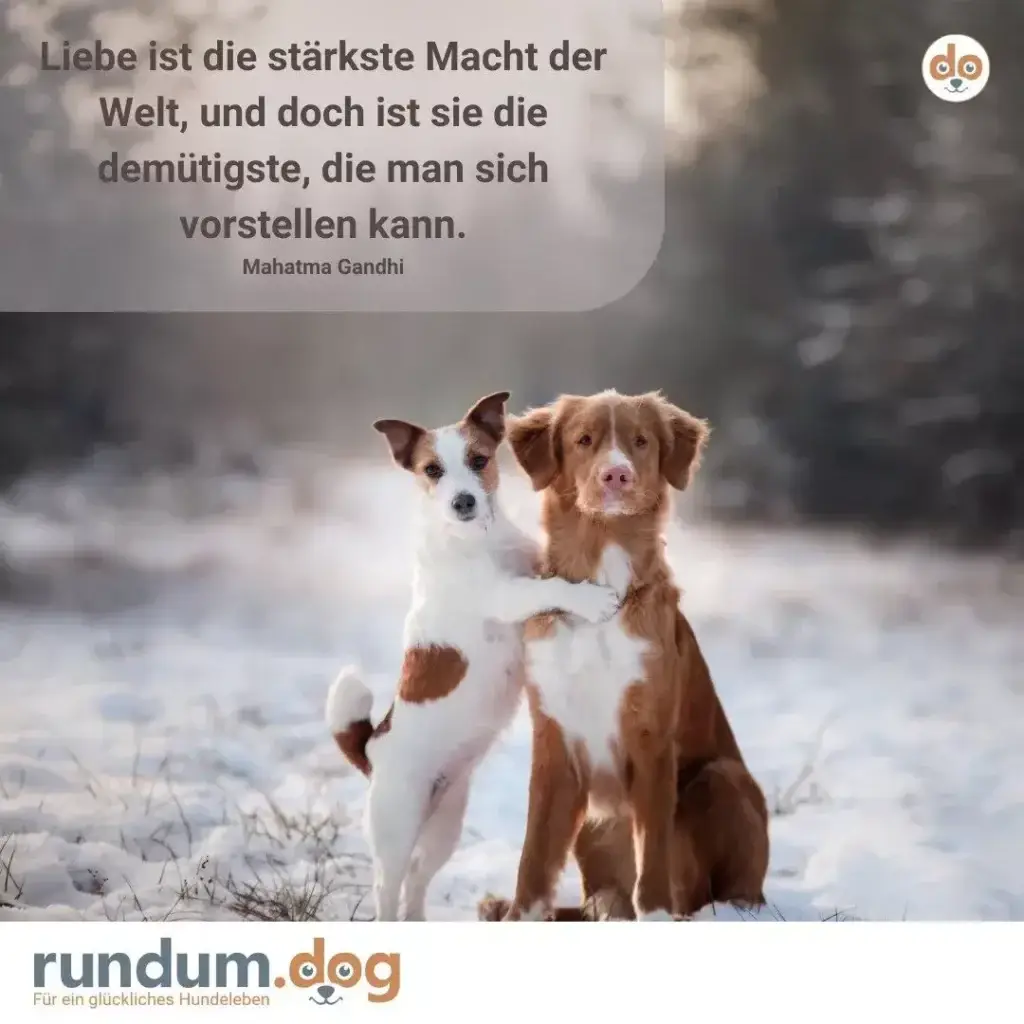 Zwei Hunde im Schnee nebeneinander: ein braun-weisser kleinerer und ein grösserer braun-weisser Hund, beide blicken in die Kamera