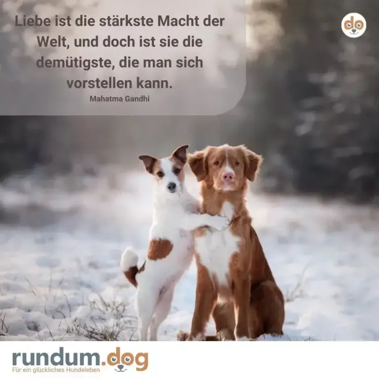 Zwei Hunde im Schnee nebeneinander: ein braun-weisser kleinerer und ein grösserer braun-weisser Hund, beide blicken in die Kamera