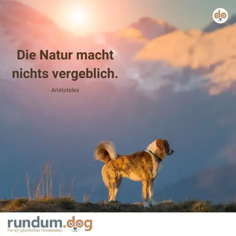 Hund steht auf Hügel in Gegenlicht, Berglandschaft im Hintergrund bei Sonnenaufgang