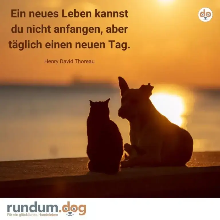 Hund und Katze sitzen nebeneinander bei Sonnenaufgang am Strand, beide als Silhouetten gegen goldenes Licht
